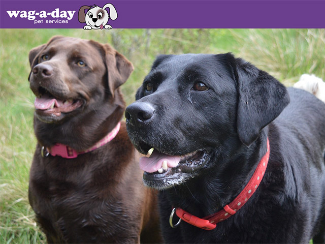 Wag-a-Day Launch